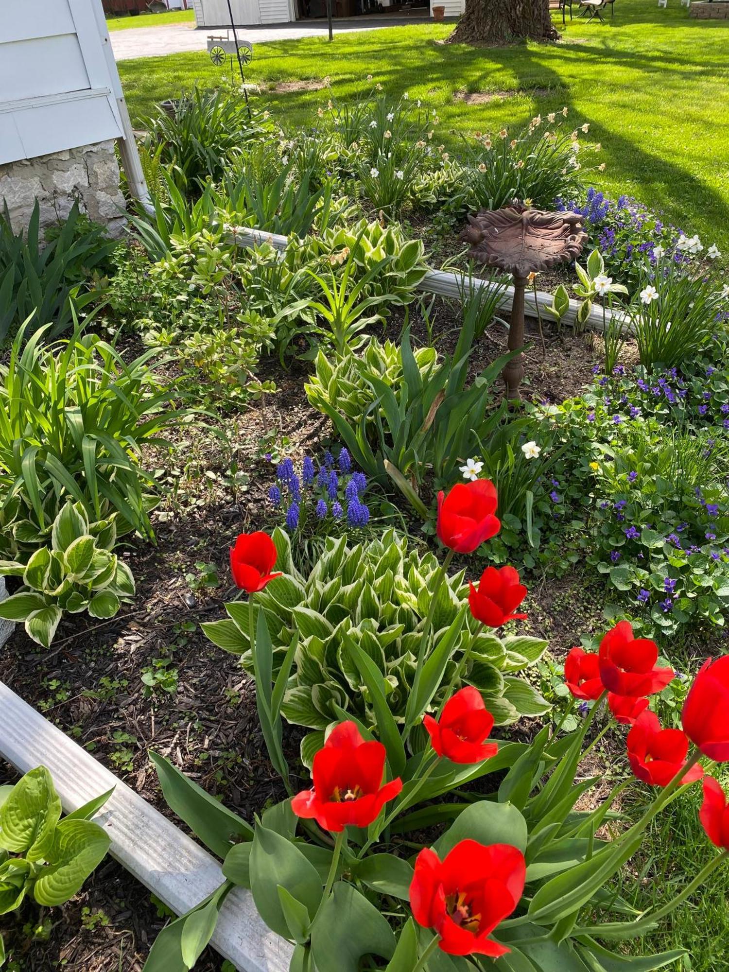 The Vine Bed & Breakfast, Llc Dundee Exteriör bild